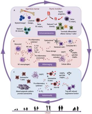 From aging to long COVID: exploring the convergence of immunosenescence, inflammaging, and autoimmunity